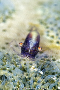 Sea Star Shrimp (Zenopontonia soror) on Cushion Star (Cul... by Jose Maria Abad Ortega 